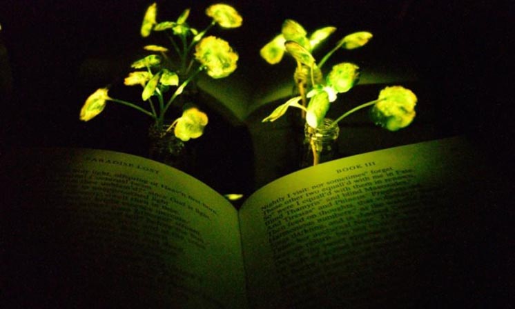 Сяючі рослини зможуть замінити лампи в екобудинках