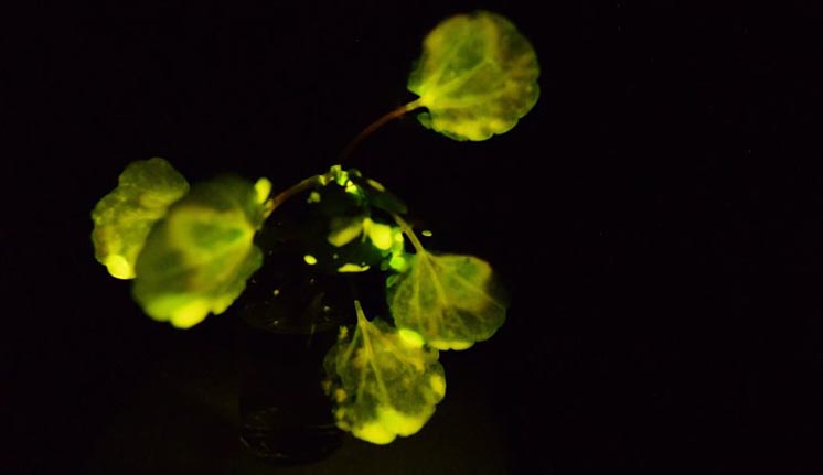 Сяючі рослини зможуть замінити лампи в екобудинках