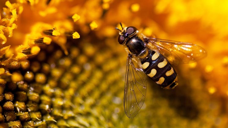 Дикі бджоли починають будувати свої гнізда з пластикових відходів