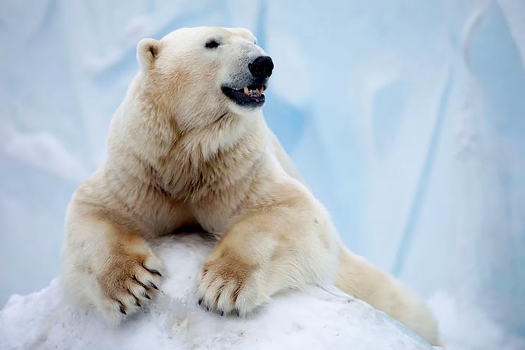 У Китаї розробили унікальний утеплювач за образом хутра білого ведмедя