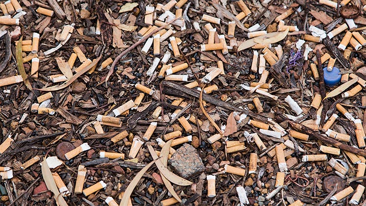 Біологи: кинуті сигаретні недопалки вбивають рослини!