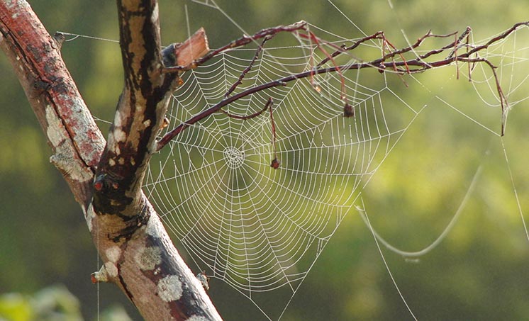 Вчені розробили новий міцний екопластик з павутини та волокон деревини