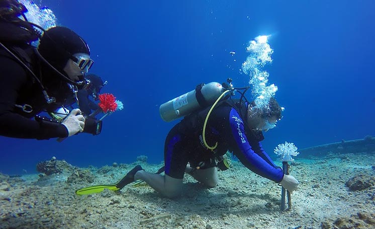 Вчені створили штучні корали з біопластику для порятунку життя рибам та морським тваринам