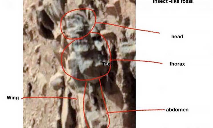 Американський ентомолог: на Марсі існують живі комахи