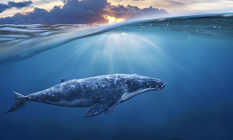 Дослідження МВФ: кити — порятунок від глобального потепління