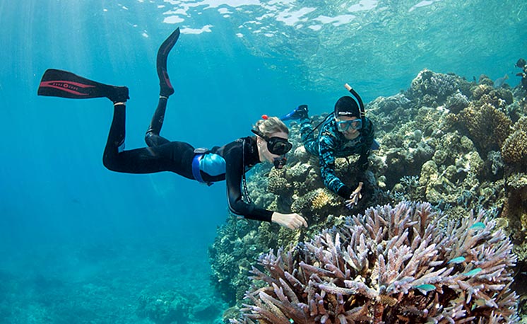 Вчені знайшли спосіб оживити Великий Бар'єрний риф