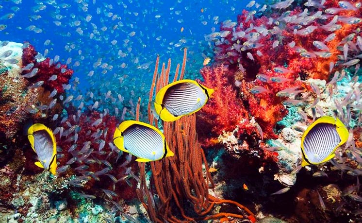 Вчені знайшли ефективний спосіб порятунку вмираючих коралових рифів