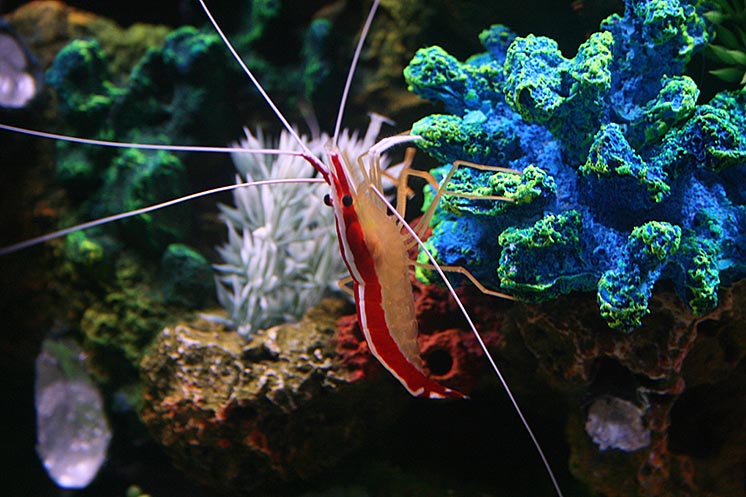 Вчені знайшли ефективний спосіб порятунку вмираючих коралових рифів