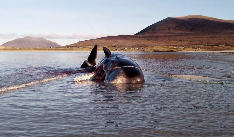 На берег Шотландії винесло кашалота, в шлунку якого було 100 кг сміття