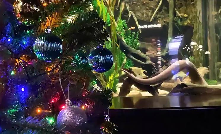 Новорічний експеримент: різдвяну ялинку під'єднали до електричного вугра