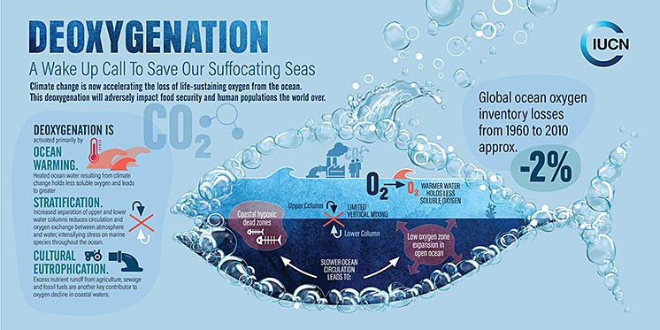 Доповідь IUCN: Світовий океан втрачає кисень з катастрофічною швидкістю