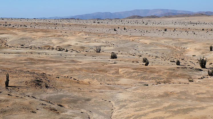 У пустелі виявлена унікальна екосистема, адаптована до життя без води