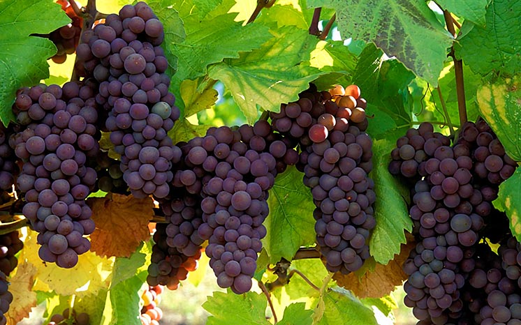 Глобальне потепління призведе до зникнення відомих французьких вин