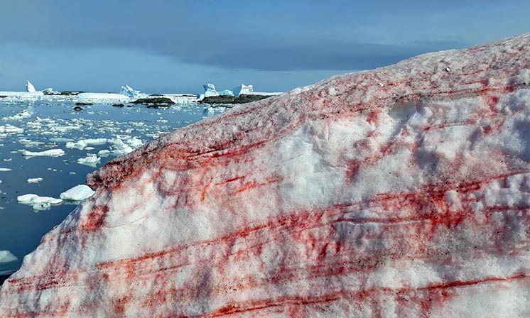 Новий символ глобального потепління - «кривавий» сніг в Антарктиді