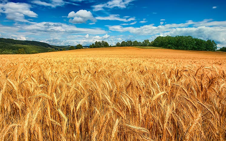 Нова модифікована пшениця допоможе впоратися з глобальною нестачею продовольства 