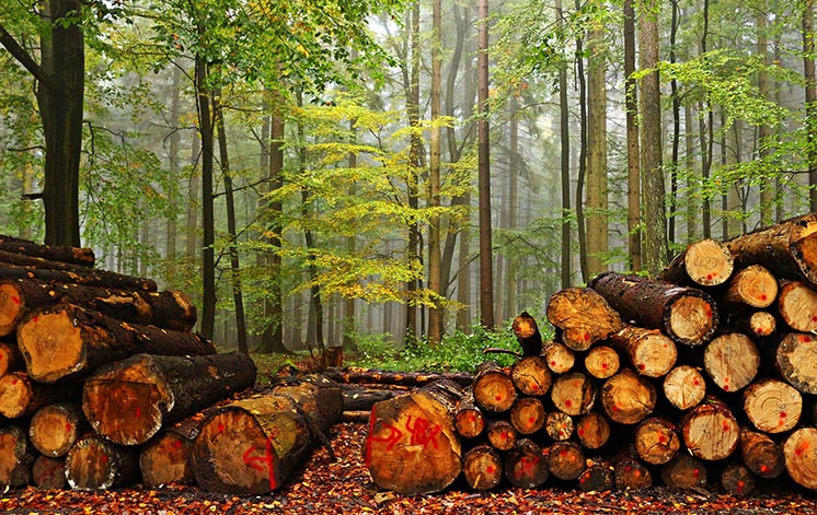 Вирубувати ліси більше непотрібно: вчені MIT розробили революційний метод вирощування деревини